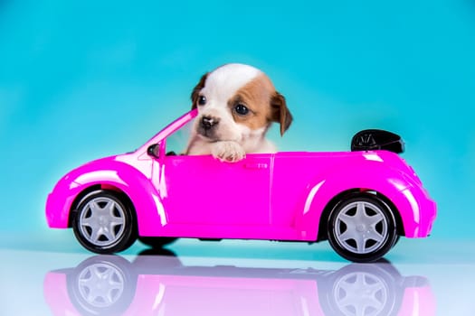 A little dog in a pink car