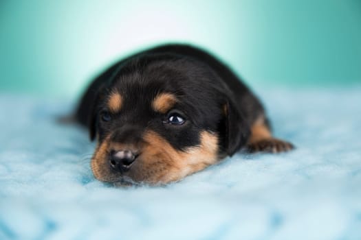 Sleeping dog in a on a blanket