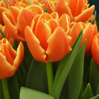 tulip Tulipa, bulbous herbs in the lily family Liliaceae. Tulips, garden flowers, cultivars and varieties. Flowers delicate red orange yellow. Beautiful buds. Landscaping and flowerbed