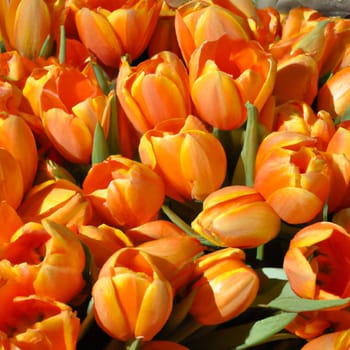 tulip Tulipa, bulbous herbs in the lily family Liliaceae. Tulips, garden flowers, cultivars and varieties. Flowers delicate red orange yellow. Beautiful buds. Landscaping and flowerbed
