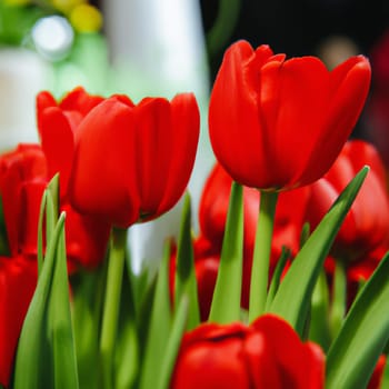tulip Tulipa bulbous herbs in lily family Liliaceae. Tulips, garden flowers, cultivars and varieties. Flowers delicate bright reddish red color. Beautiful buds. Landscaping. Variety hybrids