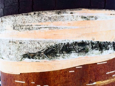 Birch bark and birch cambium close-up. Damaged birch bark. Forest protection