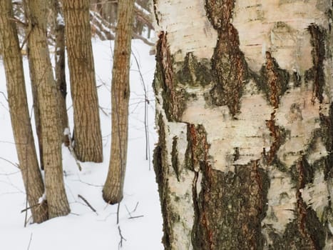 Birch bark close up. Damaged birch bark. Forest protection. In the background forest and snow.