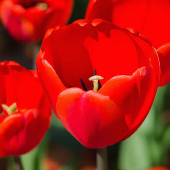 tulip Tulipa bulbous herbs in lily family Liliaceae. Tulips, garden flowers, cultivars and varieties. Flowers delicate bright reddish red color. Beautiful buds. Landscaping. Variety hybrids