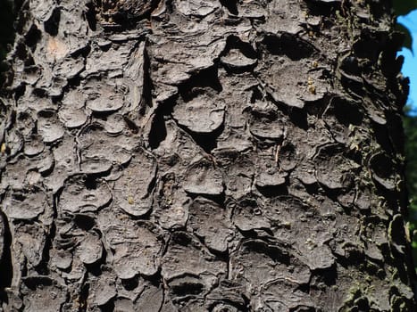 spruce tree bark close up. The exfoliating bark of the tree. Light gradient. Natural structure texture.