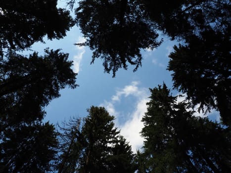 Old tall spruce trees. Spruce crown. Karelia's taiga forest. Trunks, branches and spruce needles against the blue sky.