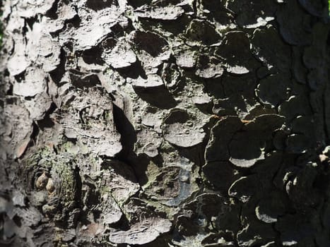 spruce tree bark close up. The exfoliating bark of the tree. Light gradient. Natural structure texture.