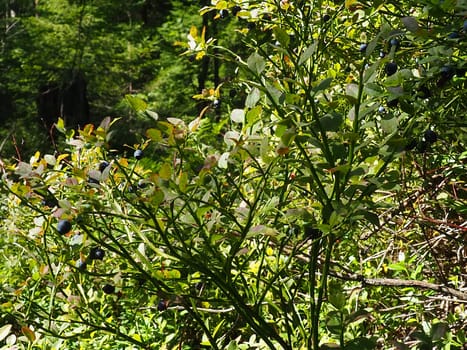 Blueberry, or Blueberry myrtle Vaccinium myrtillus, a low-growing shrub, a species of the genus Vaccinium of the family Heatheraceae. Forest wild blue purple berries and green leaves. Picking berries