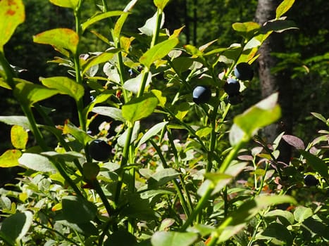 Blueberry, or Blueberry myrtle Vaccinium myrtillus, a low-growing shrub, a species of the genus Vaccinium of the family Heatheraceae. Forest wild blue purple berries and green leaves. Picking berries