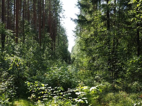 Picea spruce, a genus of coniferous evergreen trees in the pine family Pinaceae. Coniferous forest in Karelia. Spruce branches and needles. The problem of ecology, deforestation and climate change.