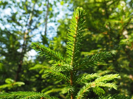 Picea spruce, a genus of coniferous evergreen trees in the pine family Pinaceae. Coniferous forest in Karelia. Spruce branches and needles. The problem of ecology, deforestation and climate change.