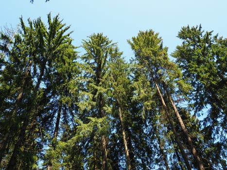 Old tall spruce trees. Spruce crown. Karelia's taiga forest. Trunks, branches and spruce needles against the blue sky.