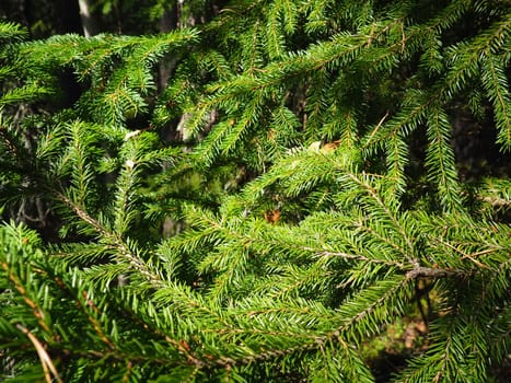 Picea spruce, a genus of coniferous evergreen trees in the pine family Pinaceae. Coniferous forest in Karelia. Spruce branches and needles. The problem of ecology, deforestation and climate change.