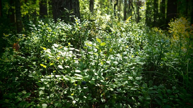 Blueberry, or Blueberry myrtle Vaccinium myrtillus, a low-growing shrub, a species of the genus Vaccinium of the family Heatheraceae. Forest wild blue purple berries and green leaves. Picking berries