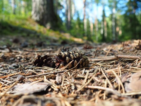 Pine or spruce cones lie on old dried up foliage and on pine needles. close-up. Forest path in a coniferous forest. Green trees in the background. The theme of ecology and forest conservation.