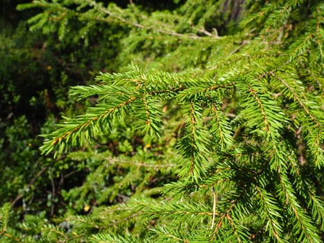 Picea spruce, a genus of coniferous evergreen trees in the pine family Pinaceae. Coniferous forest in Karelia. Spruce branches and needles. The problem of ecology, deforestation and climate change.