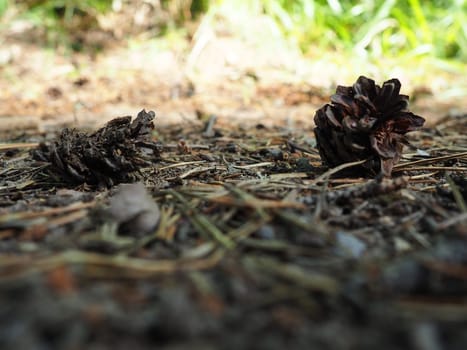 Pine or spruce cones lie on old dried up foliage and on pine needles. close-up. Forest path in a coniferous forest. Green trees in the background. The theme of ecology and forest conservation.