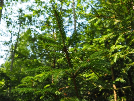 Picea spruce, a genus of coniferous evergreen trees in the pine family Pinaceae. Coniferous forest in Karelia. Spruce branches and needles. The problem of ecology, deforestation and climate change.