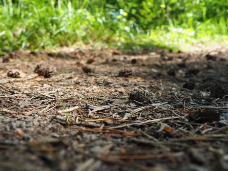 Pine or spruce cones lie on old dried up foliage and on pine needles. close-up. Forest path in a coniferous forest. Green trees in the background. The theme of ecology and forest conservation.