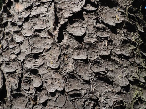 spruce tree bark close up. The exfoliating bark of the tree. Light gradient. Natural structure texture.