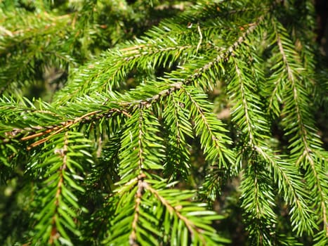 Picea spruce, a genus of coniferous evergreen trees in the pine family Pinaceae. Coniferous forest in Karelia. Spruce branches and needles. The problem of ecology, deforestation and climate change.