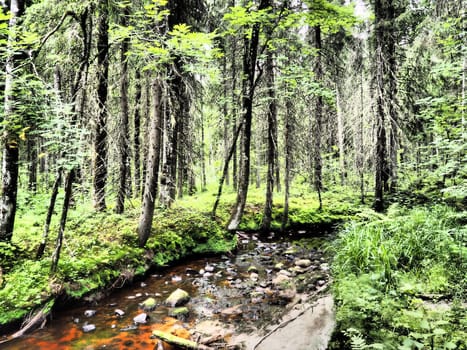 Taiga biome dominated by coniferous forests. Picea spruce, coniferous evergreen trees in the Pine family Pinaceae. Russia, Karelia. Forest river Orzega. Stone natural rapids, rusty ferruginous water