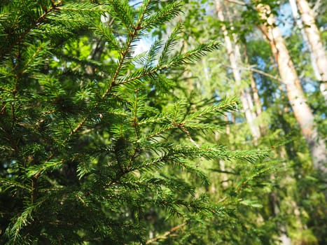 Picea spruce, a genus of coniferous evergreen trees in the pine family Pinaceae. Coniferous forest in Karelia. Spruce branches and needles. The problem of ecology, deforestation and climate change.