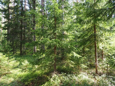 Picea spruce, a genus of coniferous evergreen trees in the pine family Pinaceae. Coniferous forest in Karelia. Spruce branches and needles. The problem of ecology, deforestation and climate change.