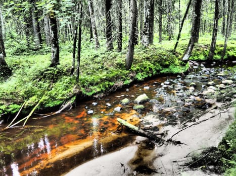 Taiga biome dominated by coniferous forests. Picea spruce, coniferous evergreen trees in the Pine family Pinaceae. Russia, Karelia. Forest river Orzega. Stone natural rapids, rusty ferruginous water