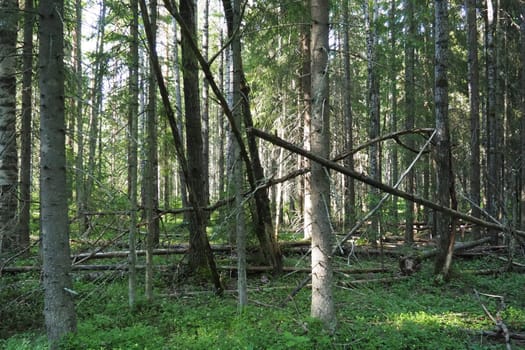 Taiga biome dominated by coniferous forests. Picea spruce, genus of coniferous evergreen trees in the Pine family Pinaceae. Russia, Karelia, Orzega. Dense forest. Terrible bowl. Wild deserted forest