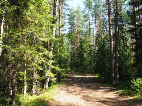 Picea spruce, a genus of coniferous evergreen trees in the pine family Pinaceae. Coniferous forest in Karelia. Spruce branches and needles. The problem of ecology, deforestation and climate change.