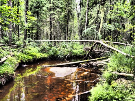 Taiga biome dominated by coniferous forests. Picea spruce, coniferous evergreen trees in the Pine family Pinaceae. Russia, Karelia. Forest river Orzega. Stone natural rapids, rusty ferruginous water