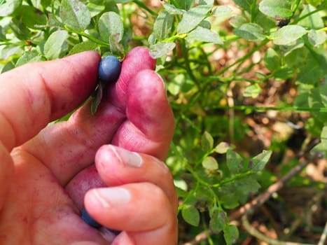 Hand picking common blueberries. Fingers stained with blueberry juice. Blueberry, or Blueberry myrtle Vaccinium myrtillus, a low-growing shrub, genus Vaccinium of the family Heatheraceae