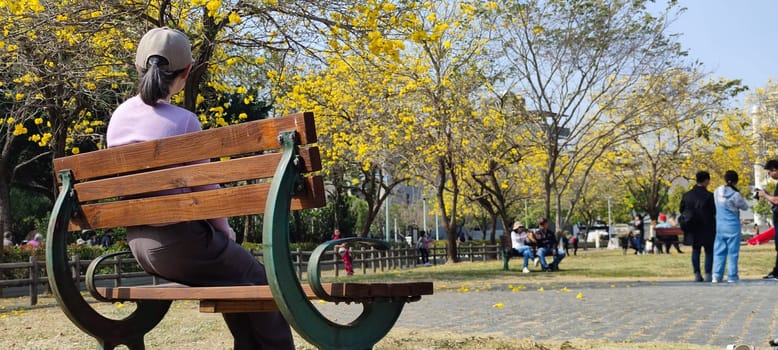 Beitun Xizi Park, Taichung - March 9, 2023 : Beside Xizi Park in Dakeng, Taichung, Suzuki chinensis are in full bloom