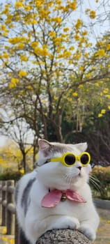 The Pet owner takes cat to park for sight in springwith nice chrysanthemum Suzuki background