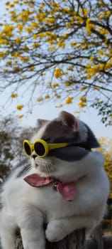 The Pet owner takes cat to park for sight in springwith nice chrysanthemum Suzuki background