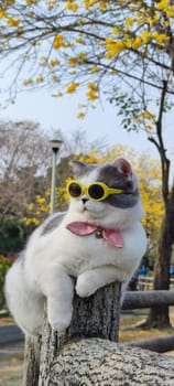 The Pet owner takes cat to park for sight in springwith nice chrysanthemum Suzuki background