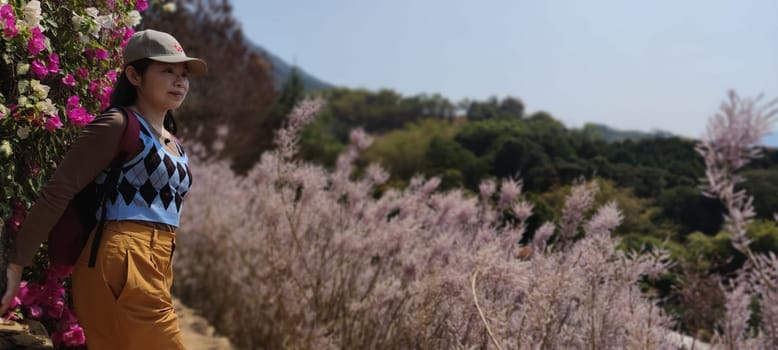 Zhongliao Pink Hill Muskwood, Nantou - March 10, 2023 : Beautiful Pink Hill Muskwood in Zhongliao, Nantou, Taiwan