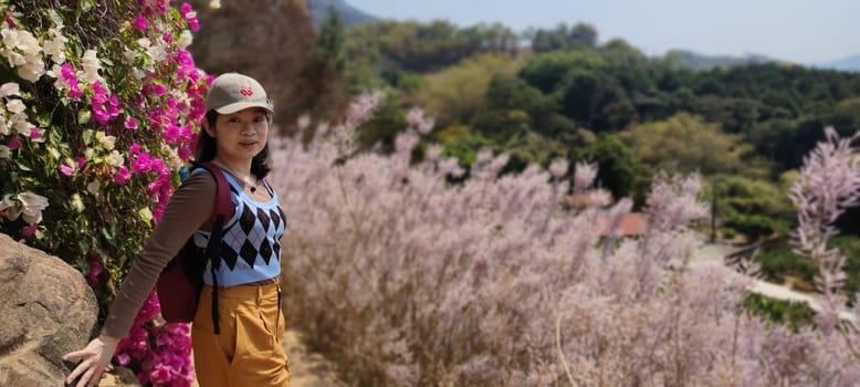 Zhongliao Pink Hill Muskwood, Nantou - March 10, 2023 : Beautiful Pink Hill Muskwood in Zhongliao, Nantou, Taiwan