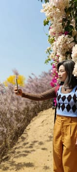 Zhongliao Pink Hill Muskwood, Nantou - March 10, 2023 : Beautiful Pink Hill Muskwood in Zhongliao, Nantou, Taiwan