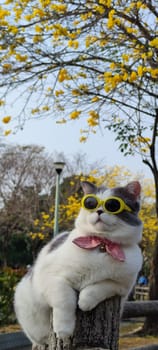 The Pet owner takes cat to park for sight in springwith nice chrysanthemum Suzuki background