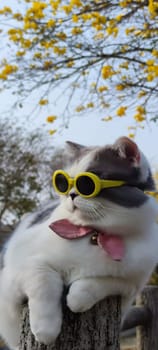 The Pet owner takes cat to park for sight in springwith nice chrysanthemum Suzuki background