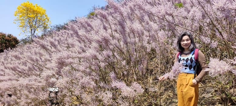 Zhongliao Pink Hill Muskwood, Nantou - March 10, 2023 : Beautiful Pink Hill Muskwood in Zhongliao, Nantou, Taiwan