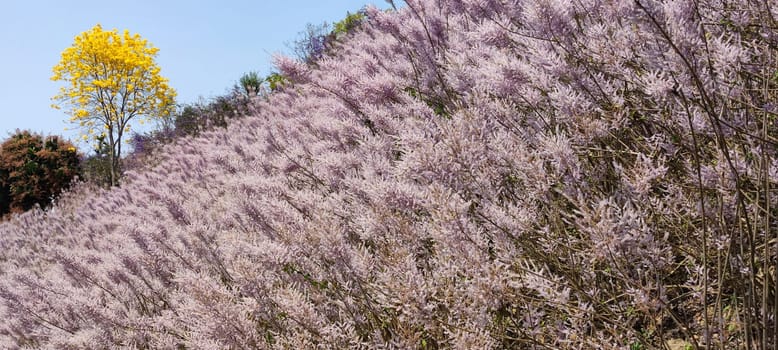 Zhongliao Pink Hill Muskwood, Nantou - March 10, 2023 : Beautiful Pink Hill Muskwood in Zhongliao, Nantou, Taiwan