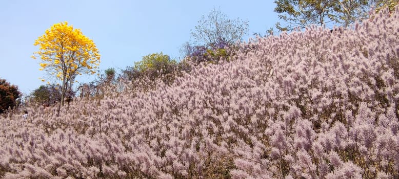 Zhongliao Pink Hill Muskwood, Nantou - March 10, 2023 : Beautiful Pink Hill Muskwood in Zhongliao, Nantou, Taiwan