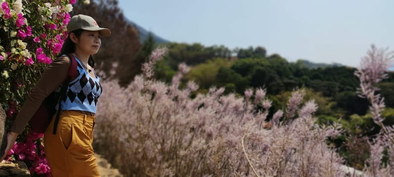 Zhongliao Pink Hill Muskwood, Nantou - March 10, 2023 : Beautiful Pink Hill Muskwood in Zhongliao, Nantou, Taiwan