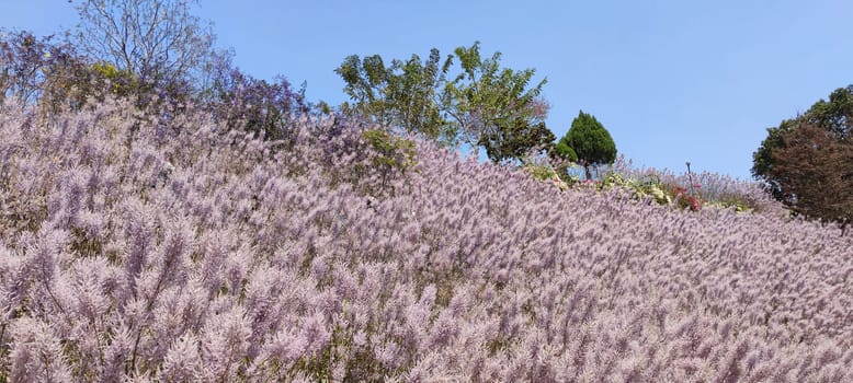 Zhongliao Pink Hill Muskwood, Nantou - March 10, 2023 : Beautiful Pink Hill Muskwood in Zhongliao, Nantou, Taiwan