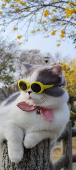 The Pet owner takes cat to park for sight in springwith nice chrysanthemum Suzuki background