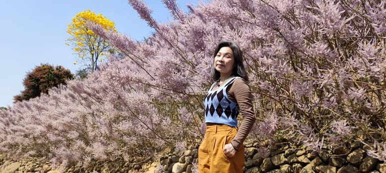 Zhongliao Pink Hill Muskwood, Nantou - March 10, 2023 : Beautiful Pink Hill Muskwood in Zhongliao, Nantou, Taiwan
