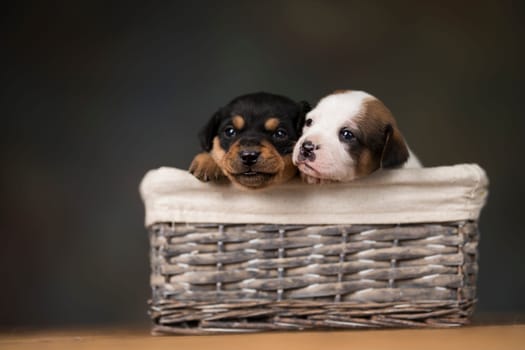 Little dogs in a wicker basket